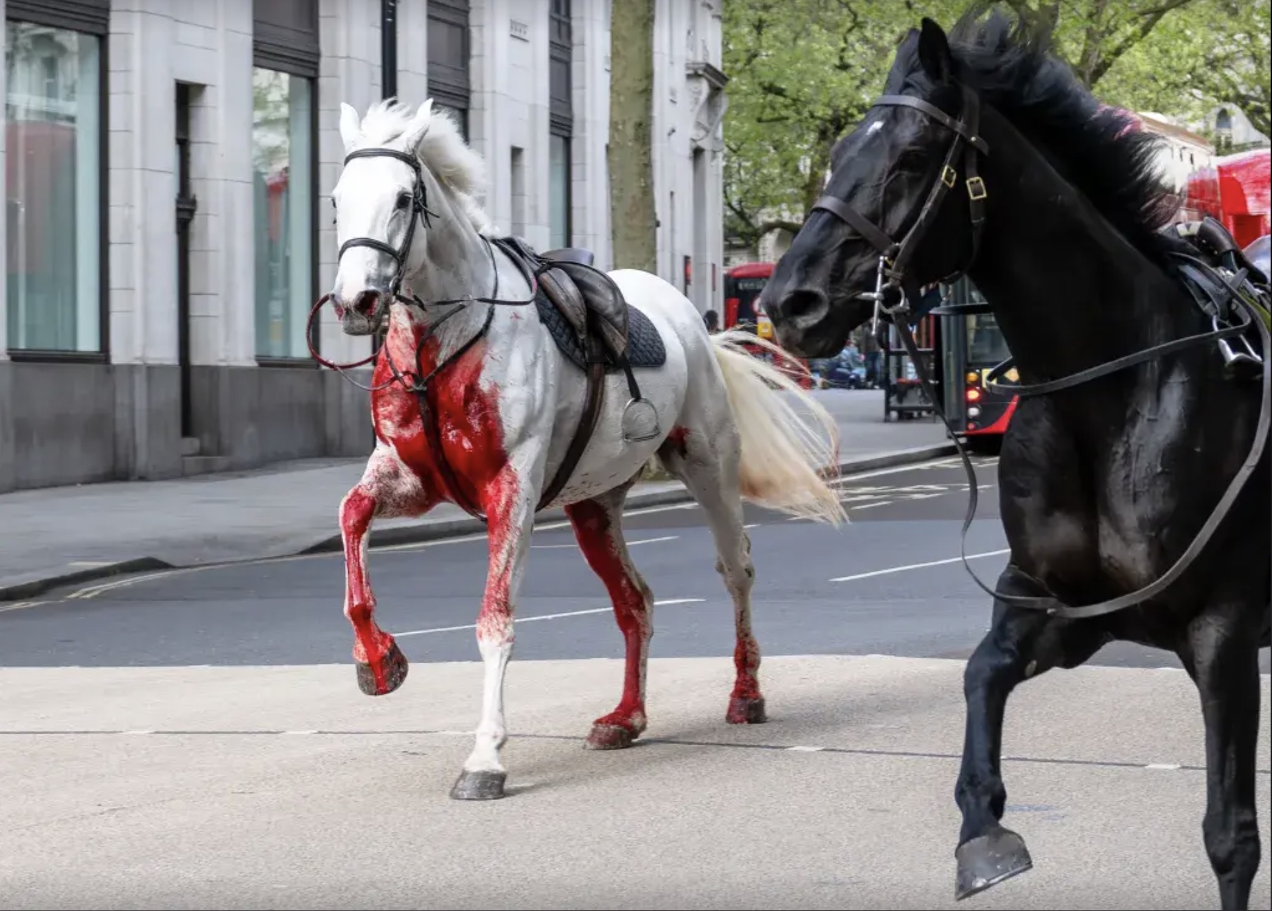 horses loose in london